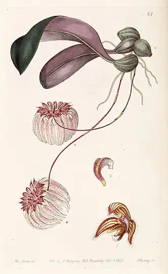 Bulbophyllum auratum