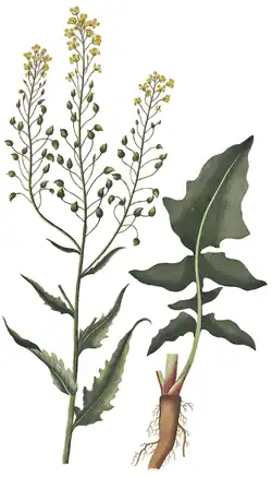 Свербига восточная13 ноября 2017