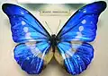 Morpho helena