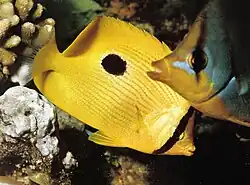 Занзибарская рыба-бабочка (Chaetodon zanzibarensis)