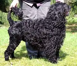 Португальская водяная собака