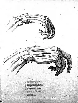 Лист из учебного пособия «Анатомические этюды для живописцев». 1770—1775. Офорт Ж. Демарто по рисунку Ш. Бонне