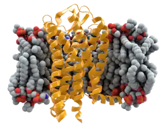 Рецептор CCR5 в мембране