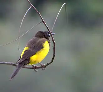 Желтопоясничный болотный кассик