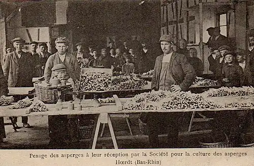 Фасовка спаржи, 1930