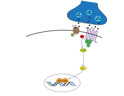 Глюконеогенез13 октября 2014