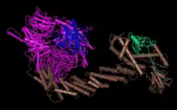 PDB представление CUL4A (коричневый) на основе 2HYE.