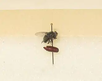Имаго и пупарий Calliphora vicina.