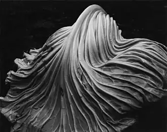 Лист капусты, 1931