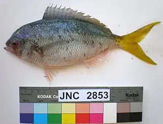 Caesio cuning из Новой Каледонии