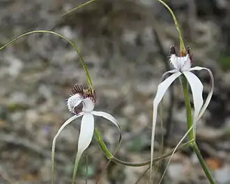 Caladenia longicauda
