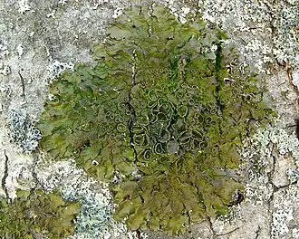 Меланеликсия голая (Melanelixia glabra)