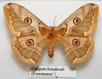 Павлиноглазка Буадюваля