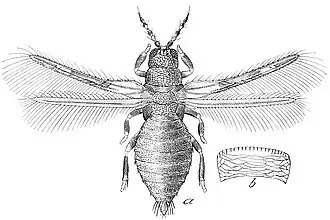 Caliothrips fasciatus