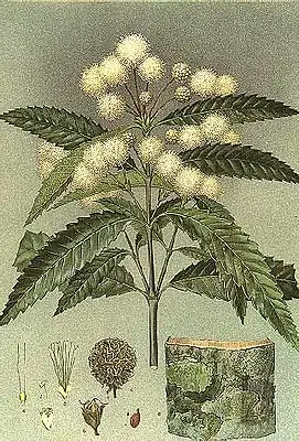 Callicoma serratifolia