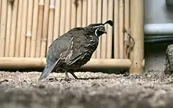 Калифорнийский хохлатый перепел (Callipepla californica)