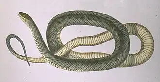 Philodryas patagoniensis