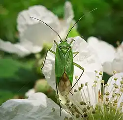 Calocoris alpestris