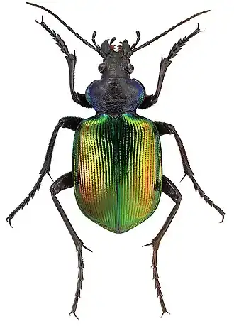 Calosoma sycophanta