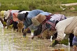 Фермеры сажают рис в Камбодже.