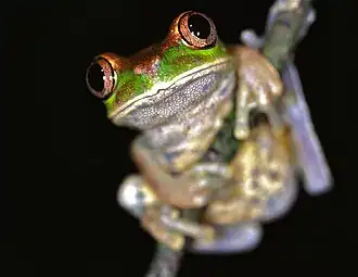 Моллюскоядная древесница