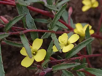 Camissonia strigulosa