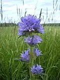Колокольчик жёстковолосый  (Campanula cervicaria)