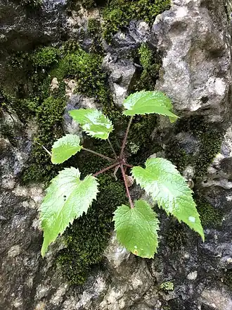 Прикорневая розетка