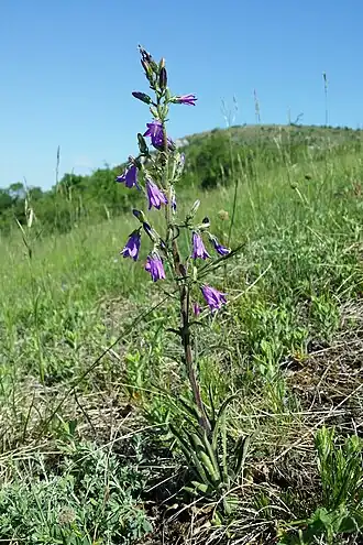 Общий вид цветущего растения