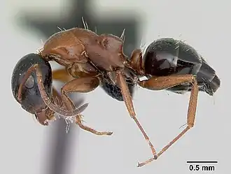 Camponotus dalmaticus