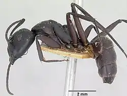 Camponotus ethicus