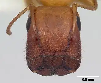 Муравей Colobopsis etiolatus