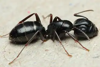 Солдат Camponotus fallax