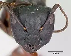 Camponotus herculeanus