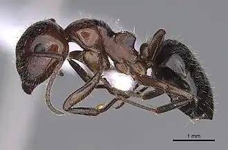 Camponotus interjectus