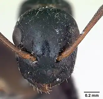 Camponotus piceus