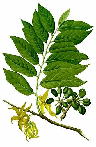 Кананга душистая. Ботаническая иллюстрация