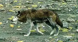 Тибетский волк