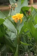 Цветки канны индийской (Canna indica) с асимметричным околоцветиком
