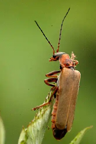 Cantharis cryptica