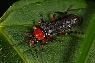 Cantharis pellucida