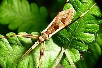 Canthesancus outline