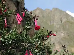 Район Ольянтайтамбо