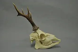 Череп косули с рогами на пеньках