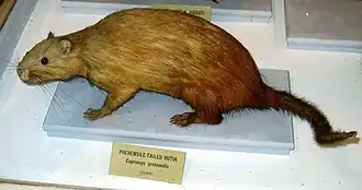Чучело цепкохвостой хутии вГарвардском музее естественной истории
