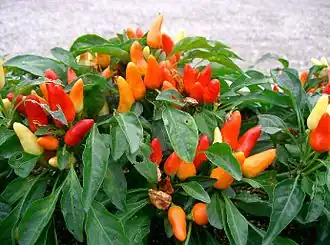 Созревающие плоды на ветвях растения