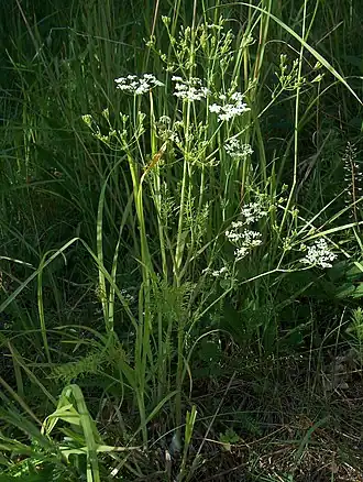 Тмин обыкновенный