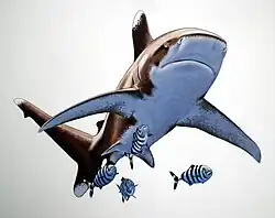 Длиннокрылая акула9 мая 2015