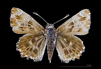 Верхняя сторона крыльев