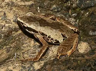 Светло-серая беззубница